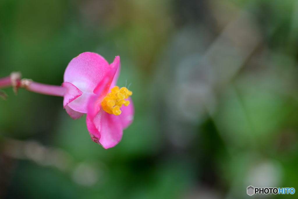 Petite Fleur