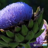 Artichoke's purple