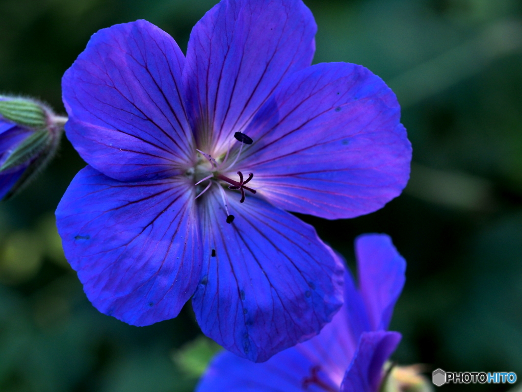 Geraniaceae