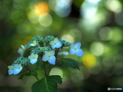 薔薇から紫陽花へ