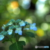 薔薇から紫陽花へ