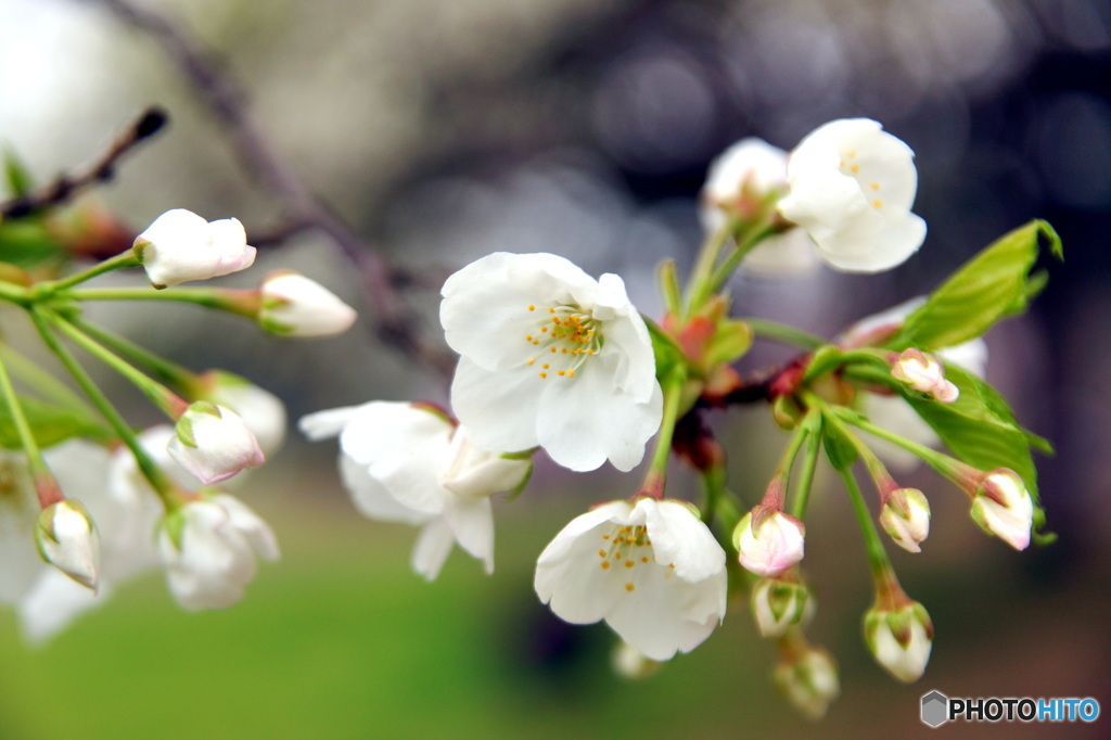 大島桜