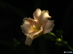 purity