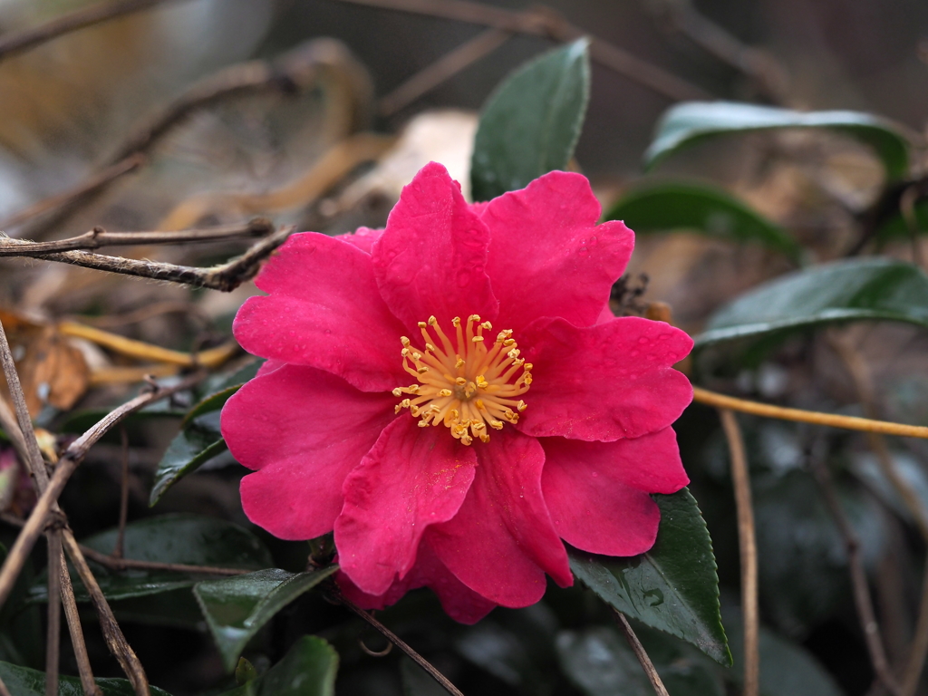 外人墓地の山茶花