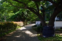 新緑のイタリア山