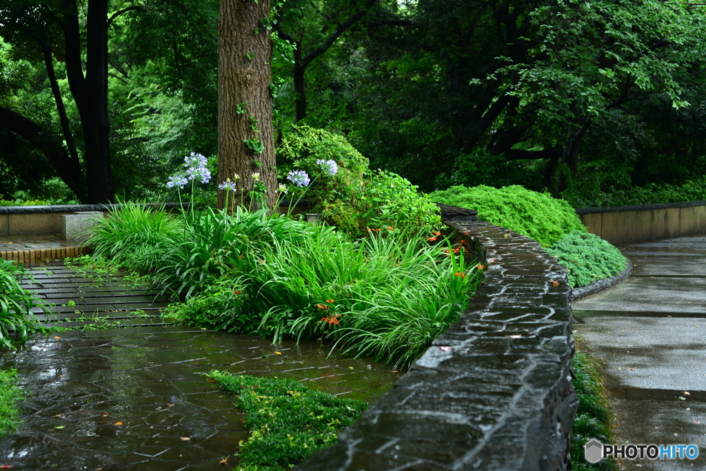 雨に打たれて