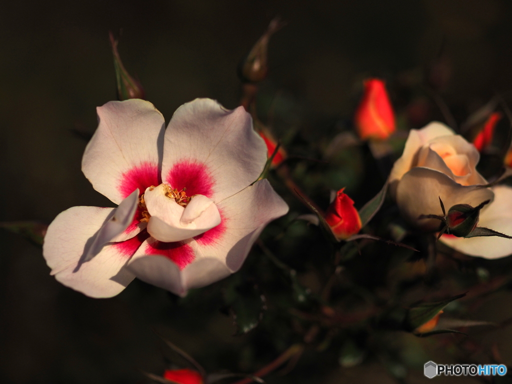 12月の薔薇