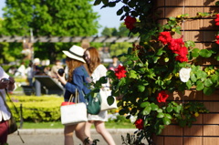 横浜と薔薇-3