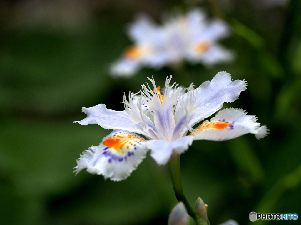 胡蝶花