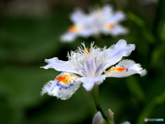 胡蝶花