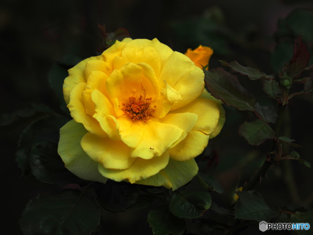 Yellow Rose