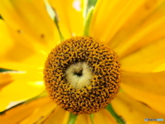 盛夏