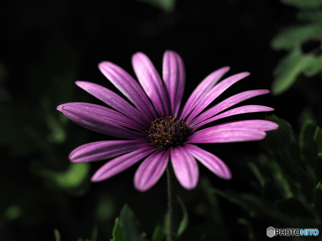 Osteospermum