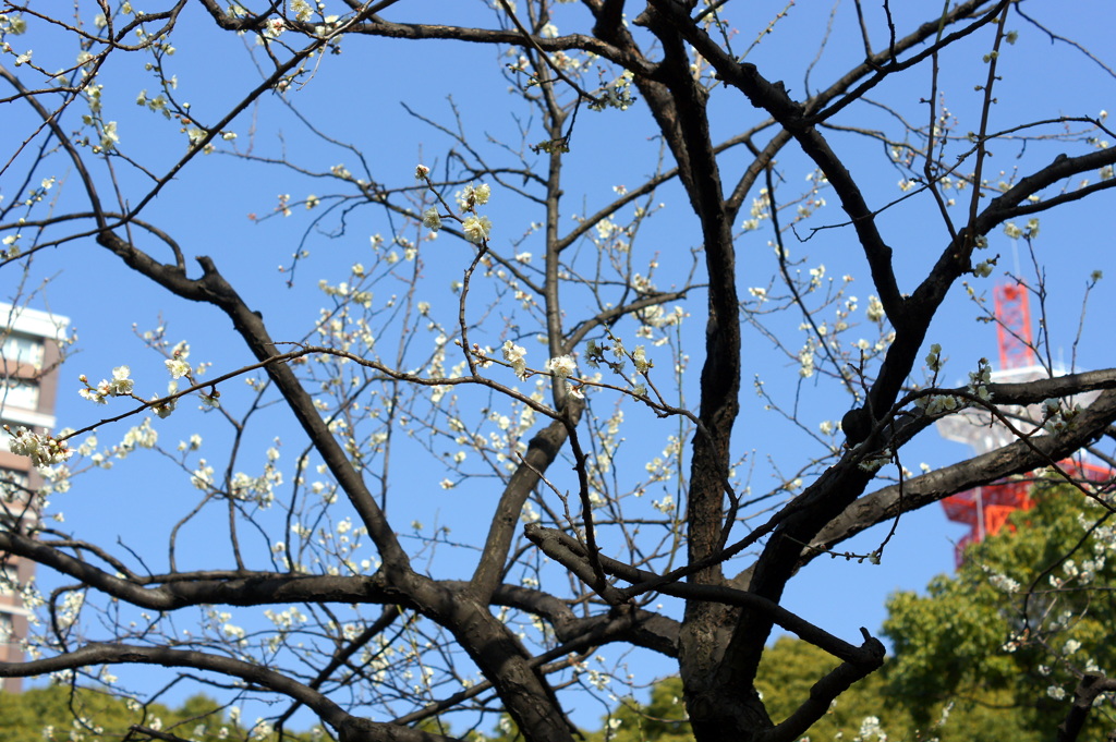横浜公園春間近-3