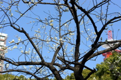 横浜公園春間近-3