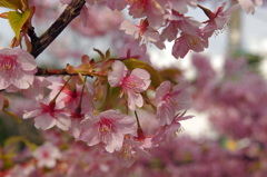 山手の河津桜