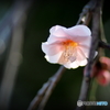 beauty and longevity