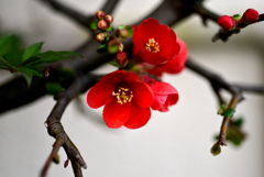 木瓜
