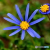 Blue daisy