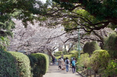 横浜山手桜色