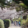 横浜山手桜色