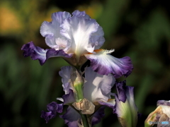 Iris