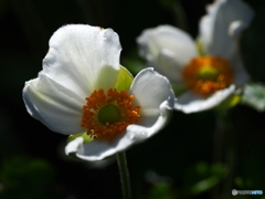 Anemone  japonica