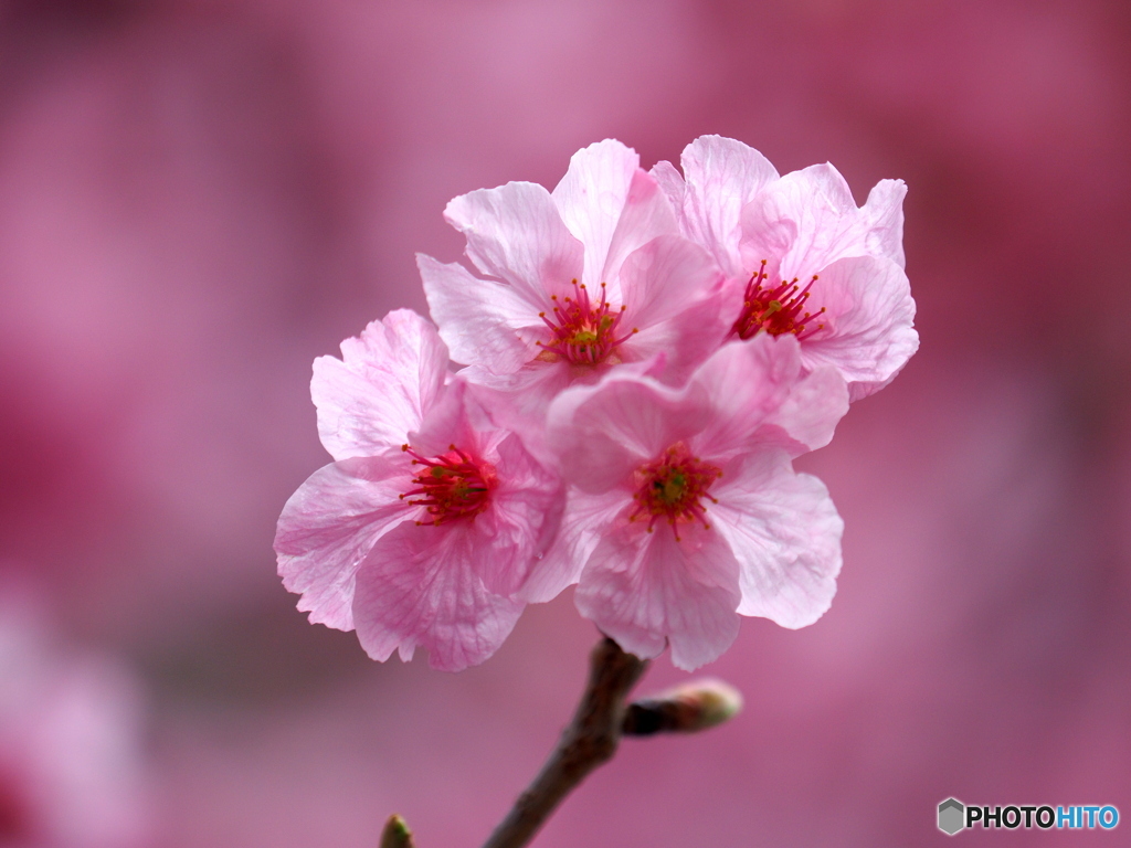 花雪の桜