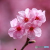花雪の桜