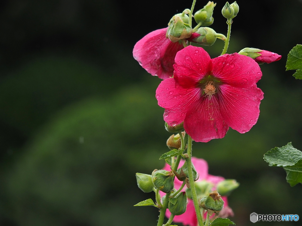 Pink Hollyhock