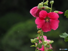 Pink Hollyhock