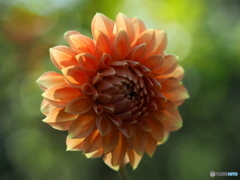 Backlight
