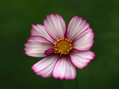 中秋の秋桜