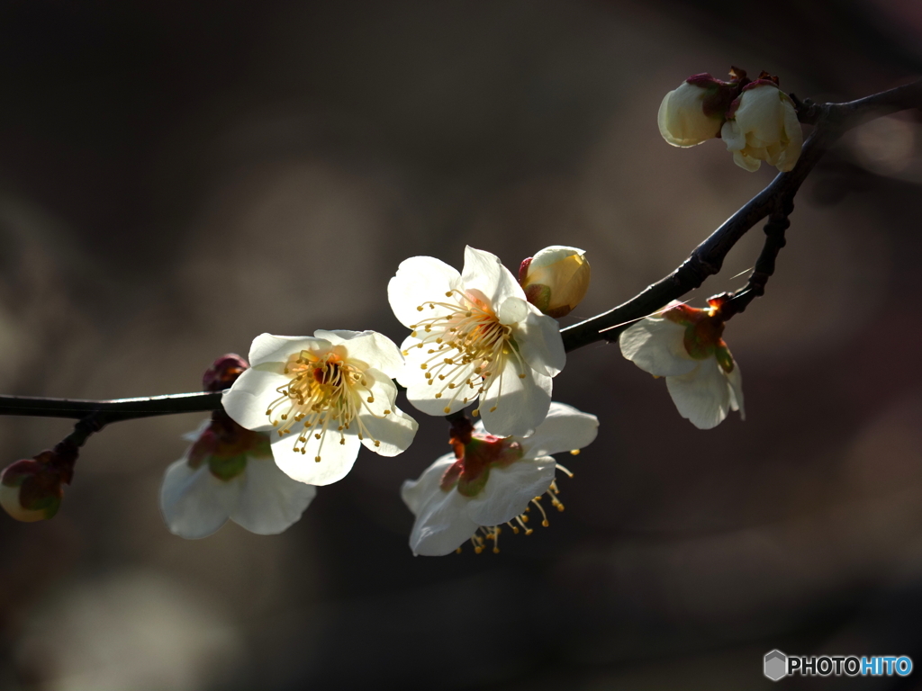 梅は咲いたが桜はまだかいな