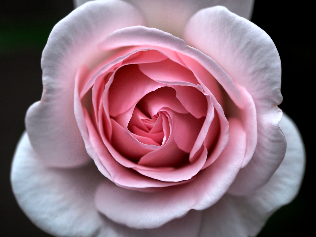 Pink gradation