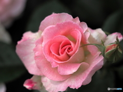 Baby Pink 
