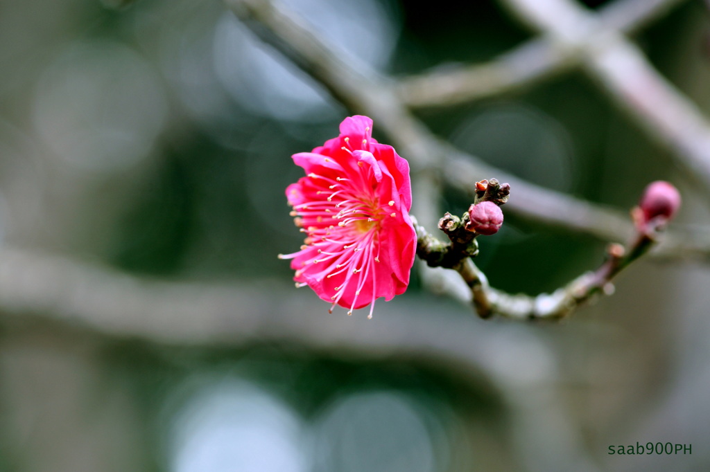 大寒の花