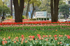 横浜公園の春