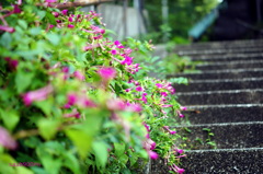 ４時に咲く花