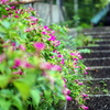 ４時に咲く花