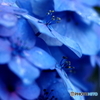 Rainie Blue