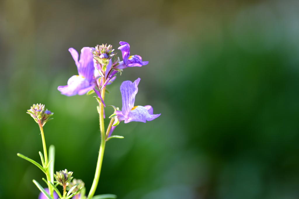 Pretty little flowers
