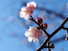 桜空