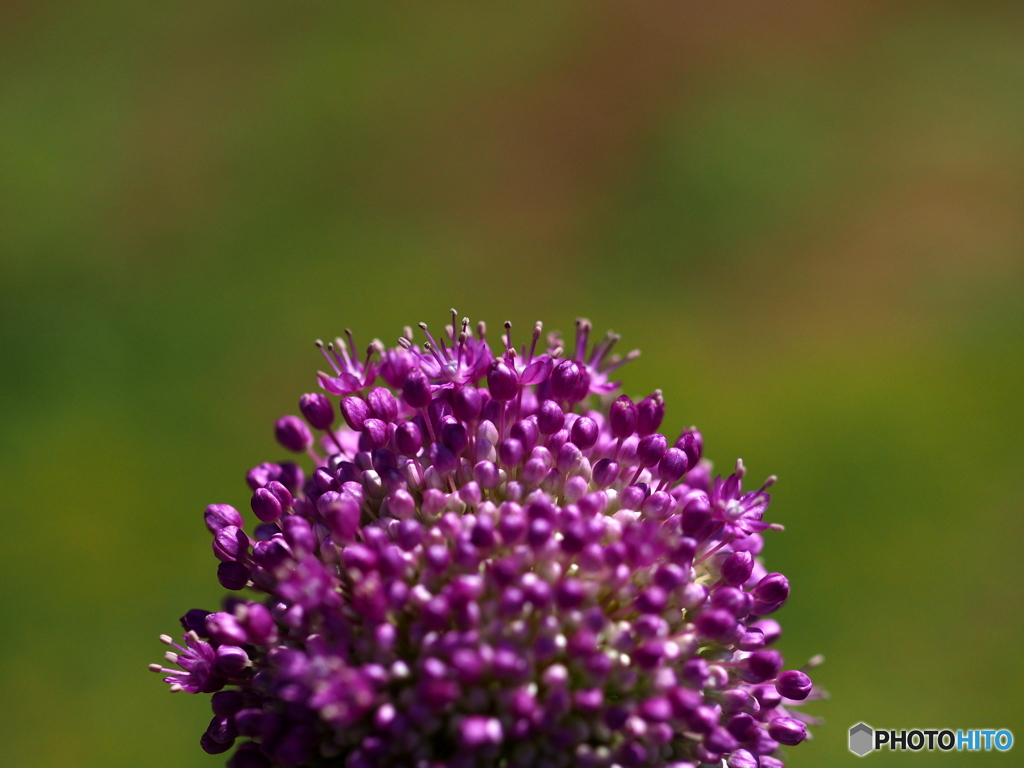 Allium