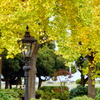 晩秋の山下公園