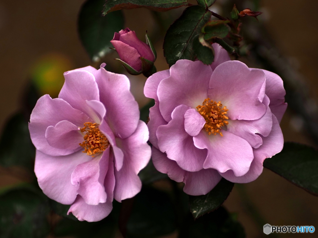 Rosa lavanda