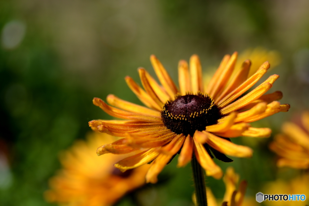 Rudbeckia