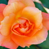 秋薔薇-2