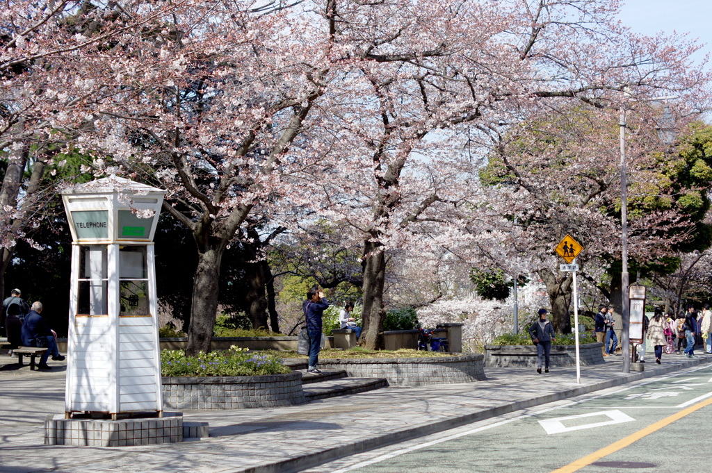 横浜山手桜色-3