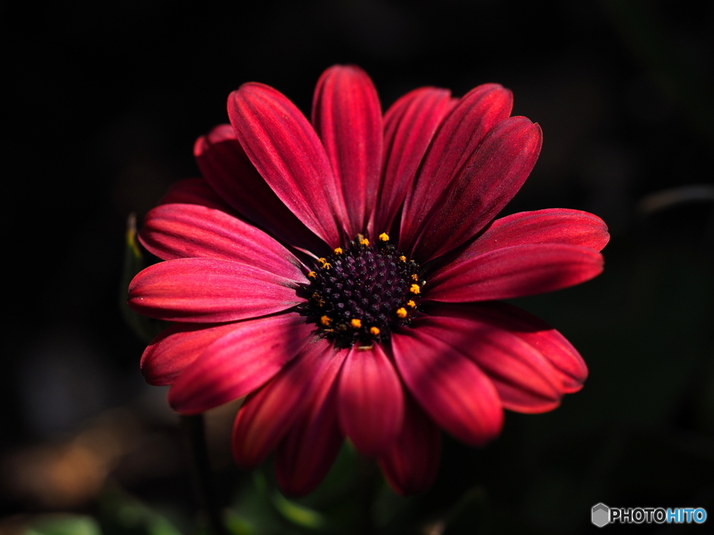 Red Osteospermum